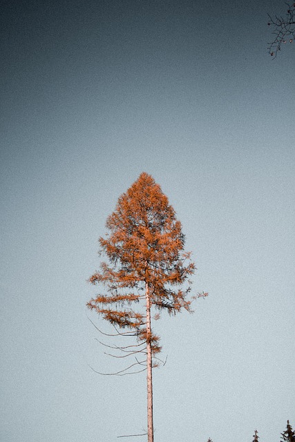 Free Nature Fall photo and picture
