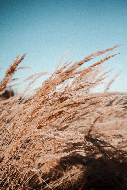 Free Nature Fall photo and picture