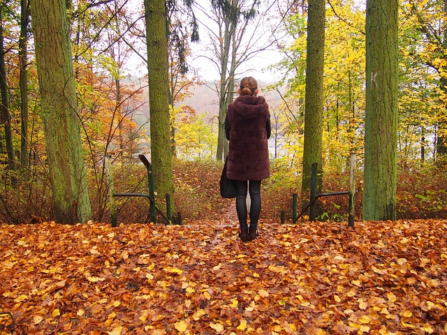 Herbst, Wald, Natur, Bäume, Bunte