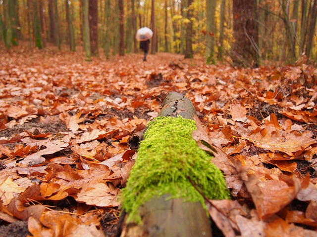 Herbst, Nieder, Wald, Natur, Makro