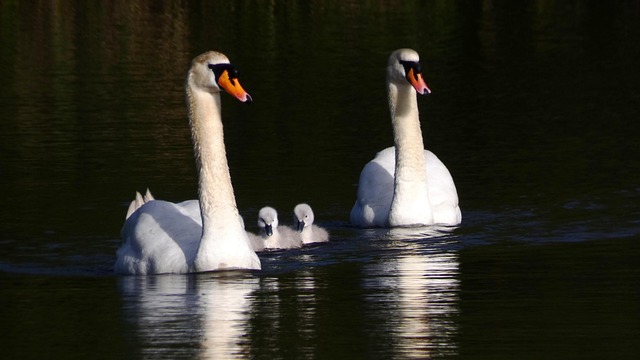 Free Swans Flappers photo and picture