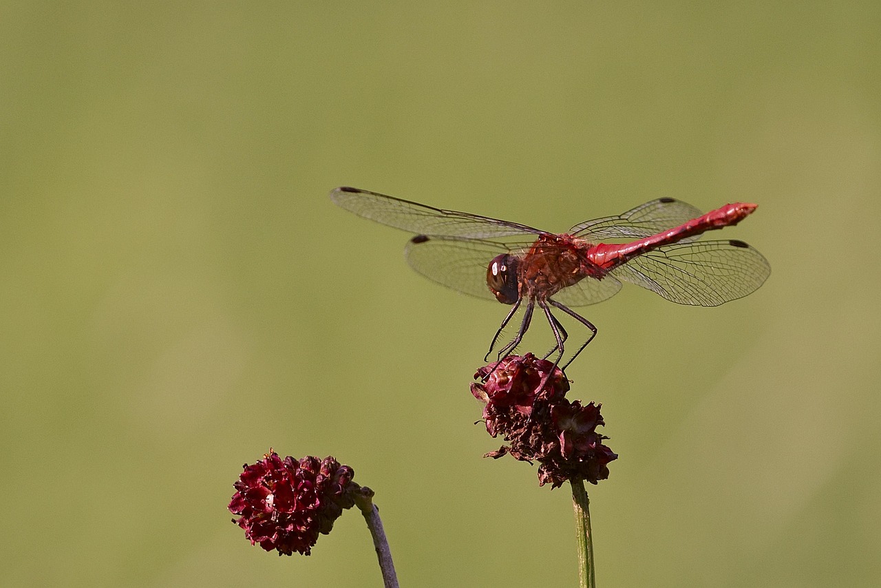Dragonfly Darter Sympetrum Ruddy - Free photo on Pixabay - Pixabay