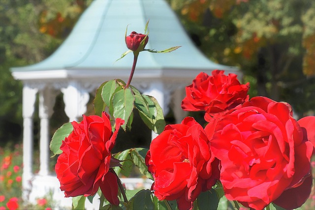 Free Roses Flowers photo and picture