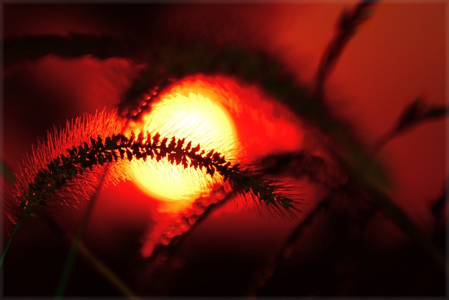Free Weed Autumn photo and picture