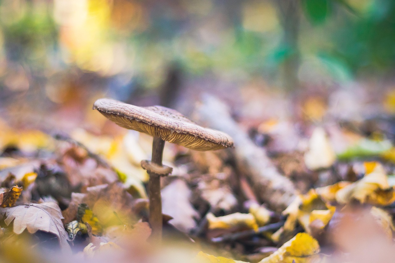 Toadstool Picture Mushroom Toadstool Fungus - Free photo on Pixabay - Pixabay