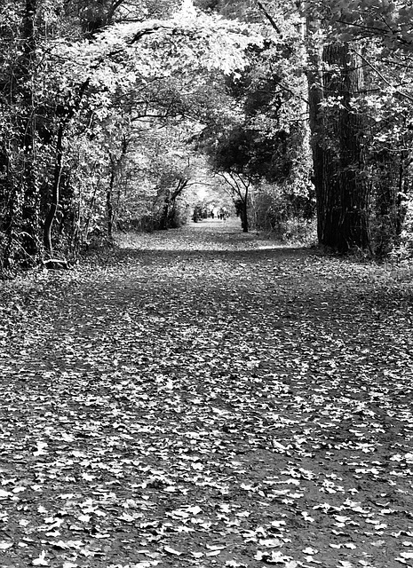 秋 あるきます 森の道 - Pixabayの無料写真 - Pixabay