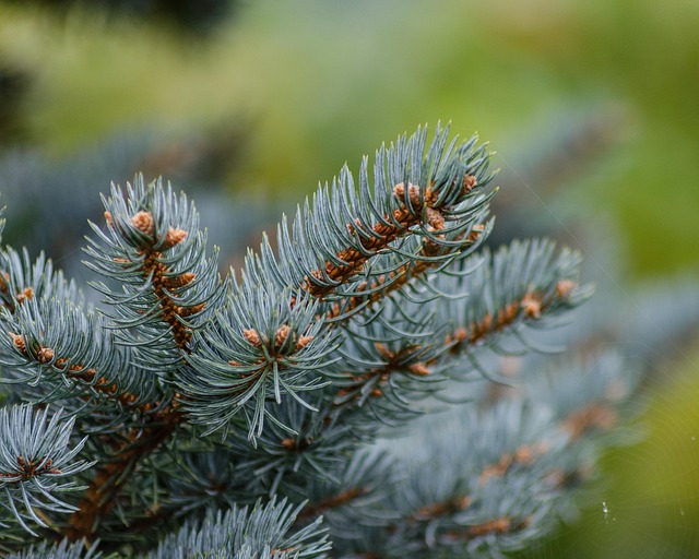 Free Needles Spruce photo and picture