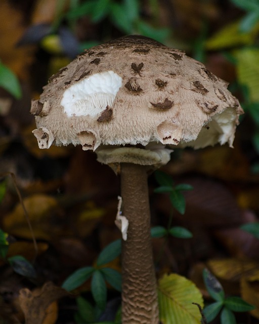 Free Mushrooms Fall photo and picture