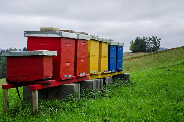 Free Bees Beehive photo and picture