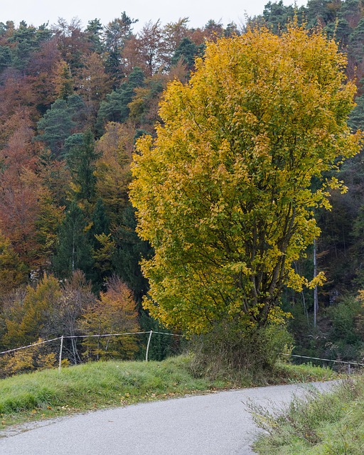 Free Tree Colors photo and picture