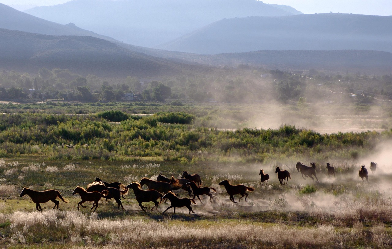 Horses - free online jigsaw puzzle photo