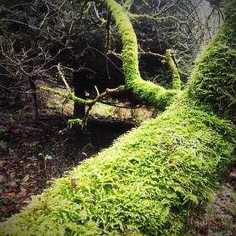 Free Down Forest photo and picture