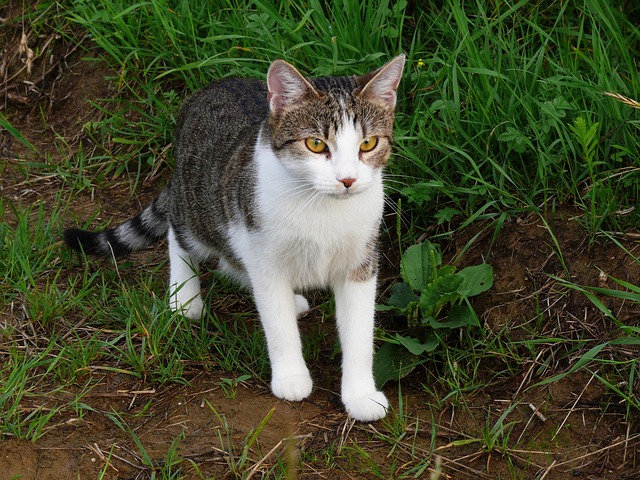 Katze, Haustier, Tier, Tabby Katze