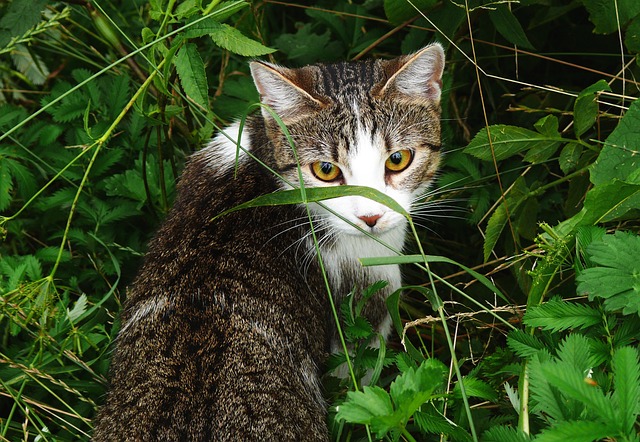 Katze, Haustier, Tier, Tabby Katze