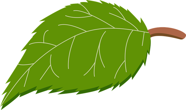 Free Leaf Apple Leaf illustration and picture