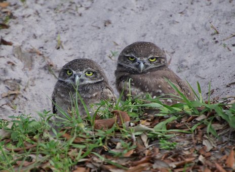 Free Owls Baby photo and picture