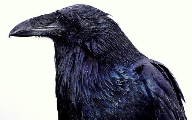 Free Raven Bird photo and picture