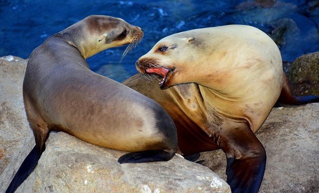 Free Sea Lion California photo and picture