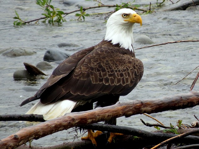 Free Bald Eagle America photo and picture