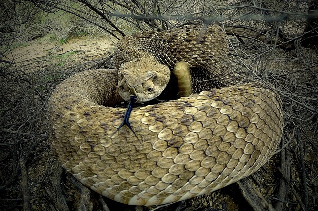 Free Rattlesnake Arizona photo and picture