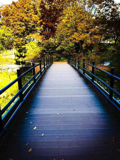 Free Bridge Forest photo and picture