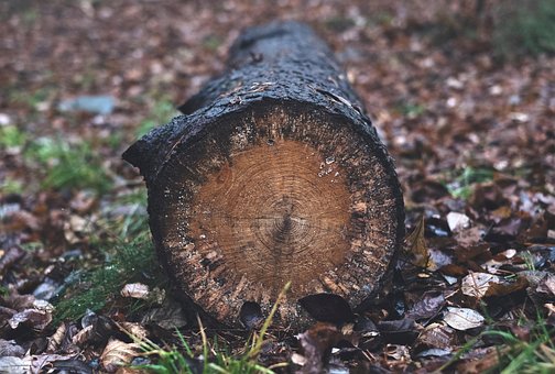 Log, Træ, Skov, Tømmer, Våd, Natur