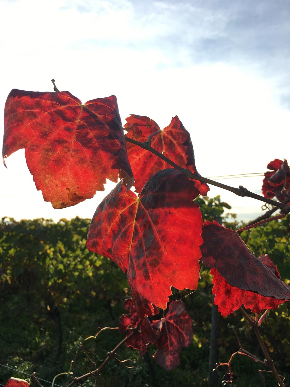 Grapevine Wine Grapes Free photo on Pixabay Pixabay