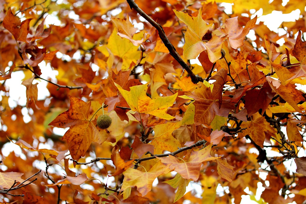 Pixabay Pixabay pixabay-pixabay