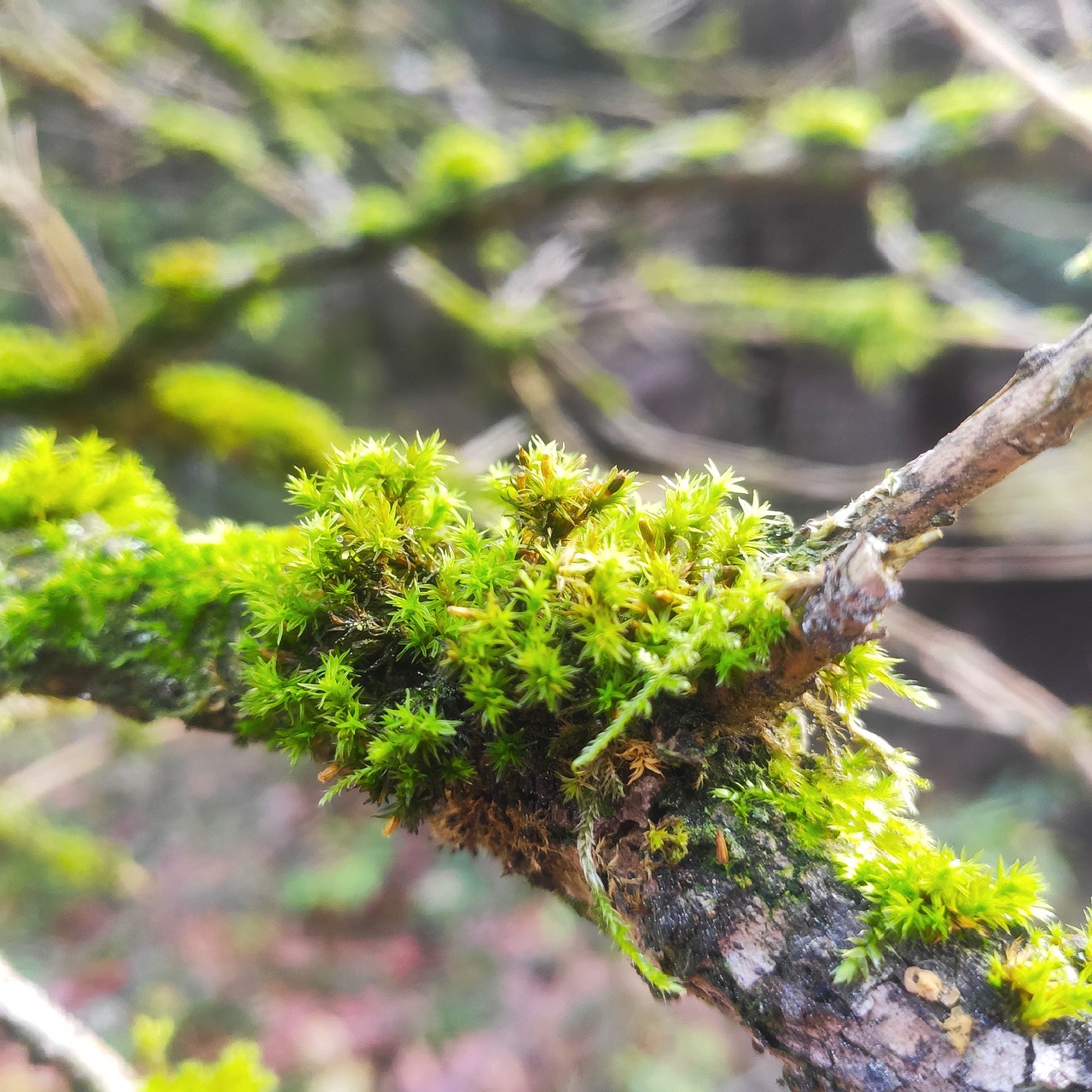 Download free HD stock image of Down Macro Free Down Macro photo and picture