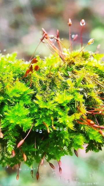 Free Down Macro photo and picture