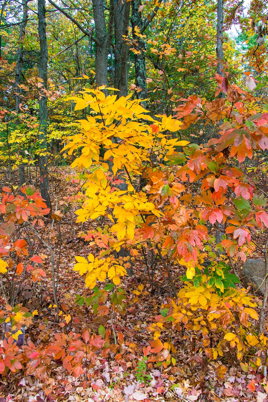 落下 秋天 叶子 - Pixabay上的免费照片 - Pixabay