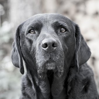 Labrador Retriever, Cachorro