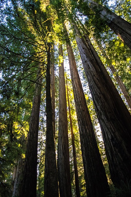 Free Redwoods Trees photo and picture