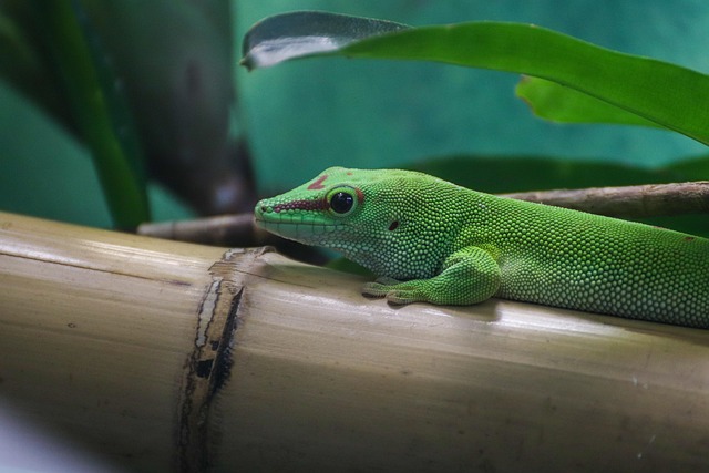 11 Gecko Gecko Reptile Animal - Free photo on Pixabay - Pixabay