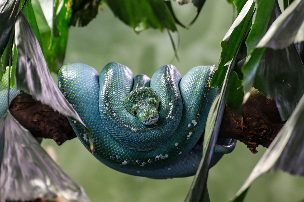 Snake Reptile Zoo Free photo on Pixabay Pixabay
