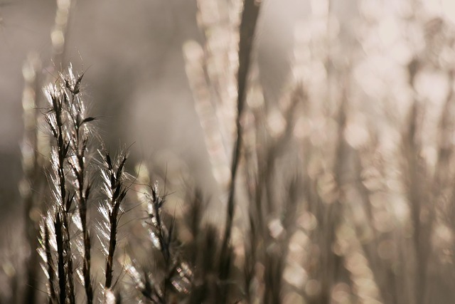 Free Grass Meadow photo and picture