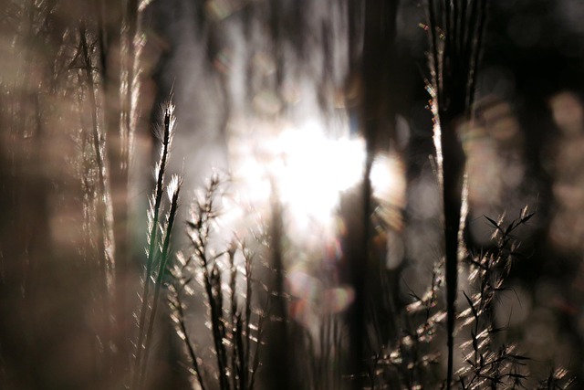 Free Sunlight Grass photo and picture