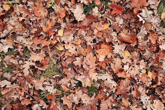 Free Foliage Autumn photo and picture