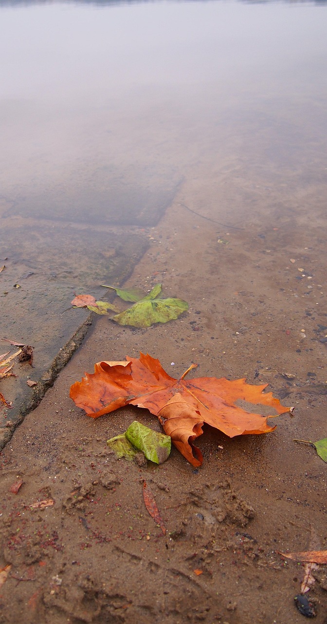 Leaf Autumn The Fog - Free photo on Pixabay - Pixabay