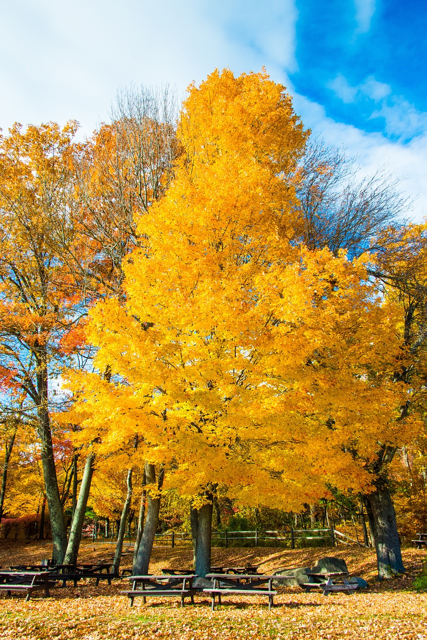 落下 秋天 丰富多彩的 - Pixabay上的免费照片 - Pixabay