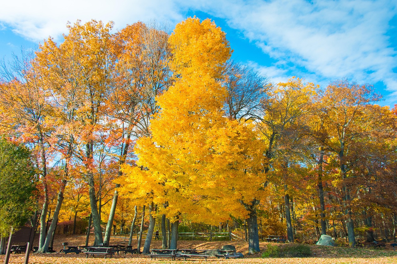 落下 秋天 丰富多彩的 - Pixabay上的免费照片 - Pixabay