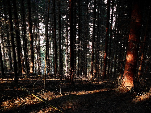 Wald, Dunkel, Dicht, Berg, Bäume, Natur