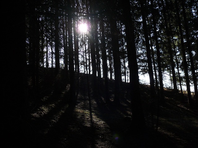 Wald, Dicht, Dunkel, Sonne, Berg, Bäume