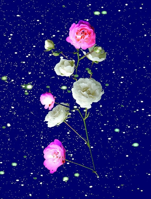 Rose, Blomst, Anlegg, Blomstrer, Flora