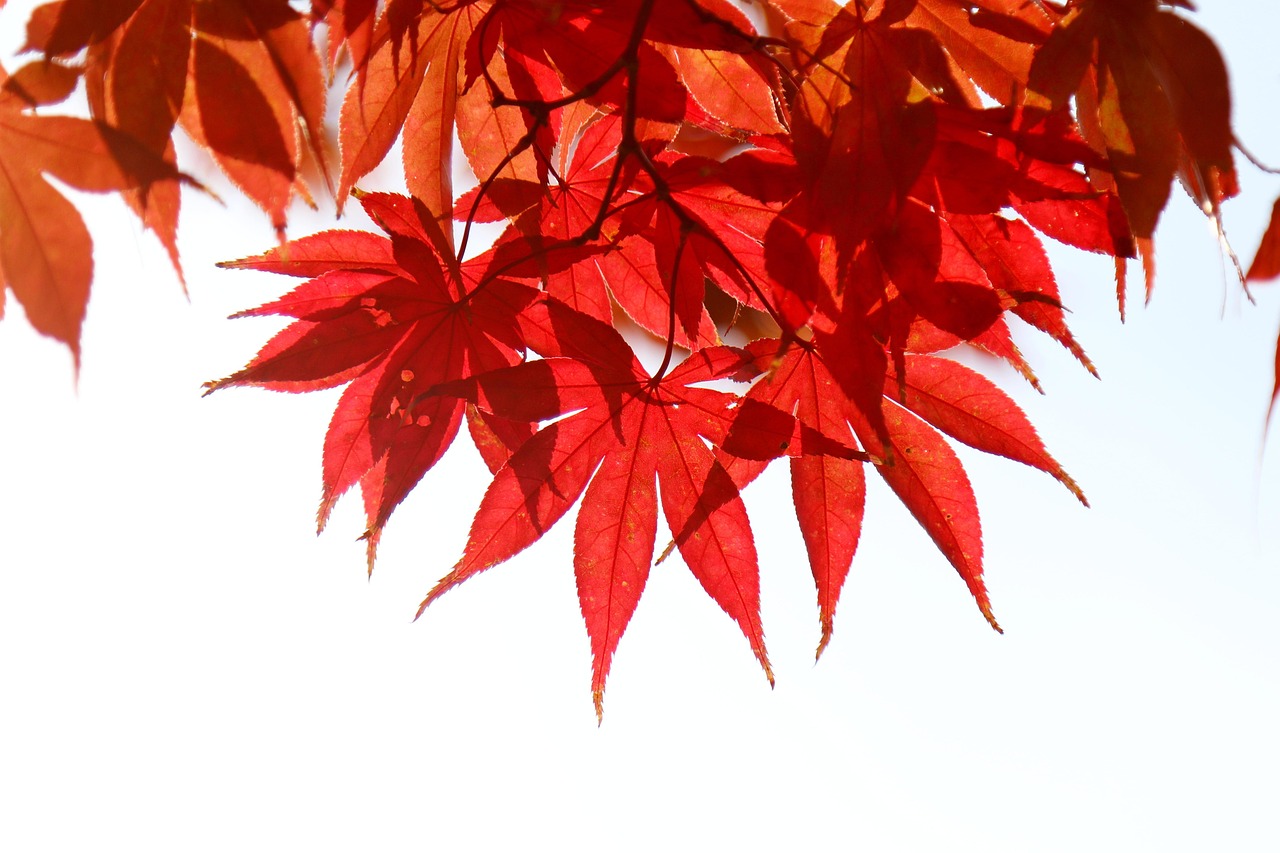 1,000개 이상 무료 단풍잎 및 자연 사진 - Pixabay