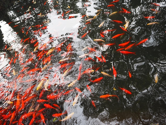 Koi Vissen, Reflectie, Vis, Vijver