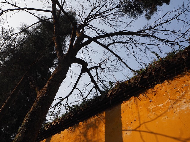 Tempel, Boom, Religie, Cultuur, Aap