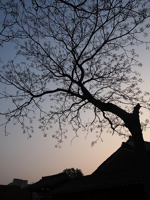 Boom, Landschap, Licht, Herfst