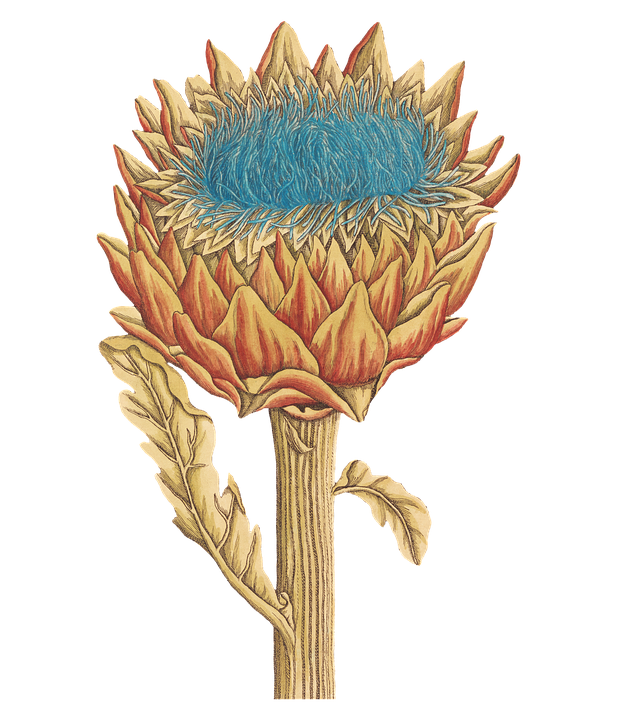 Sugarbush Flower Petals Free Image On Pixabay