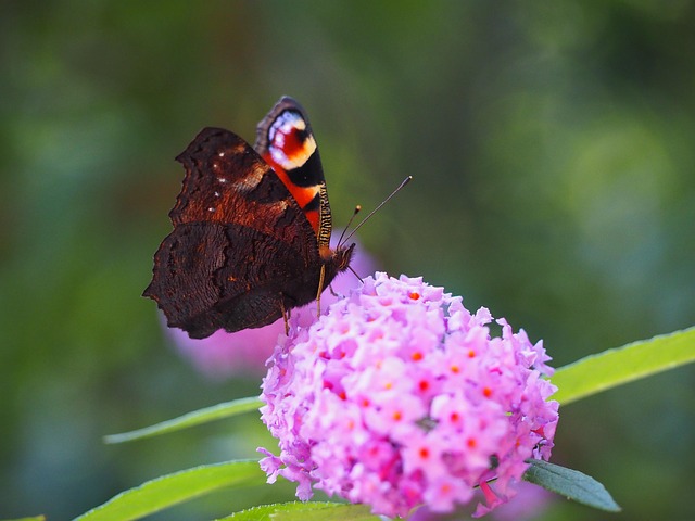Free Butterfly Insect photo and picture